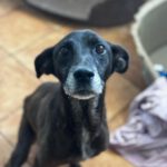 Labrador Mischling Lola-Mora, 01/2017, ca. 50 cm