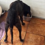 Labrador Mischling Lola-Mora, 01/2017, ca. 50 cm