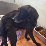 Labrador Mischling Lola-Mora, 01/2017, ca. 50 cm