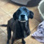 Labrador Mischling Lola-Mora, 01/2017, ca. 50 cm