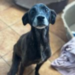 Labrador Mischling Lola-Mora, 01/2017, ca. 50 cm
