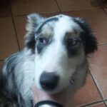 Border Collie Mischling Lola, 04/2025, ca. 48 cm
