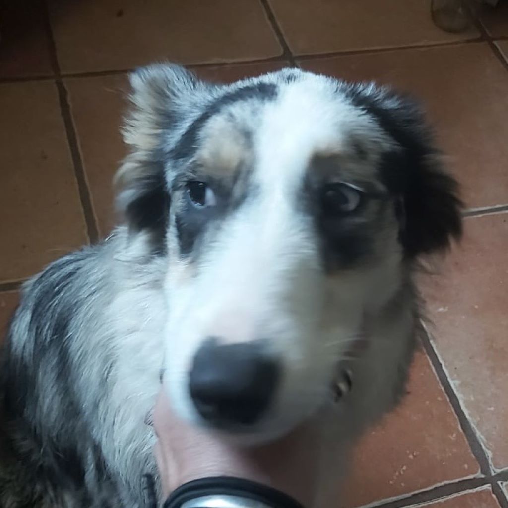 Border Collie Mischling Lola, 04/2025, ca. 48 cm