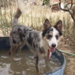 Border Collie Mischling Lola, 04/2025, ca. 48 cm