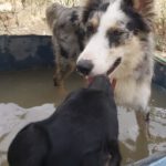 Border Collie Mischling Lola, 04/2025, ca. 48 cm