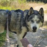Siberian Husky Lolo, 12/2019, ca. 60 cm