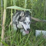 Siberian Husky Lolo, 12/2019, ca. 60 cm
