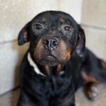 Rottweiler Love, 07/2025, ca. 57 cm