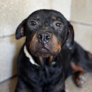 Rottweiler Love, 07/2025, ca. 57 cm