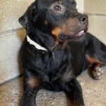 Rottweiler Love, 07/2025, ca. 57 cm