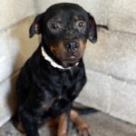 Rottweiler Love, 07/2025, ca. 57 cm