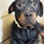 Rottweiler Love, 07/2025, ca. 57 cm