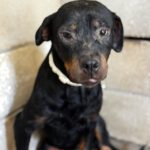Rottweiler Love, 07/2025, ca. 57 cm