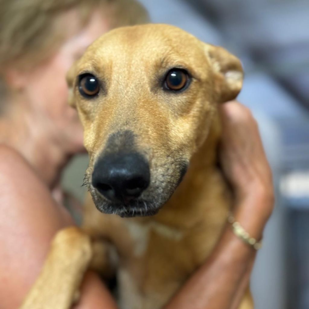 Podenco Mischling Lucretia, 01/2025, ca. 45 cm