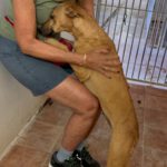 Podenco Mischling Lucretia, 01/2025, ca. 45 cm