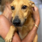 Podenco Mischling Lucretia, 01/2025, ca. 45 cm