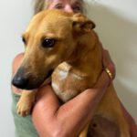 Podenco Mischling Lucretia, 01/2025, ca. 45 cm
