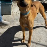 Podenco Mischling Lucrecia, 01/2025, ca. 45 cm