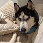 Sibirian Husky Luna, 11/2019, ca. 55 cm, 49808 Lingen