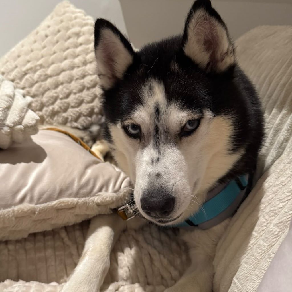 Sibirian Husky Luna, 11/2019, ca. 55 cm, 49808 Lingen