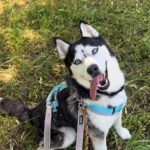 Sibirian Husky Luna, 11/2019, ca. 55 cm, 49808 Lingen