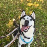 Sibirian Husky Luna, 11/2019, ca. 55 cm, 49808 Lingen