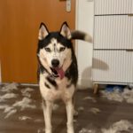 Sibirian Husky Luna, 11/2019, ca. 55 cm, 49808 Lingen