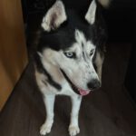 Sibirian Husky Luna, 11/2019, ca. 55 cm, 49808 Lingen
