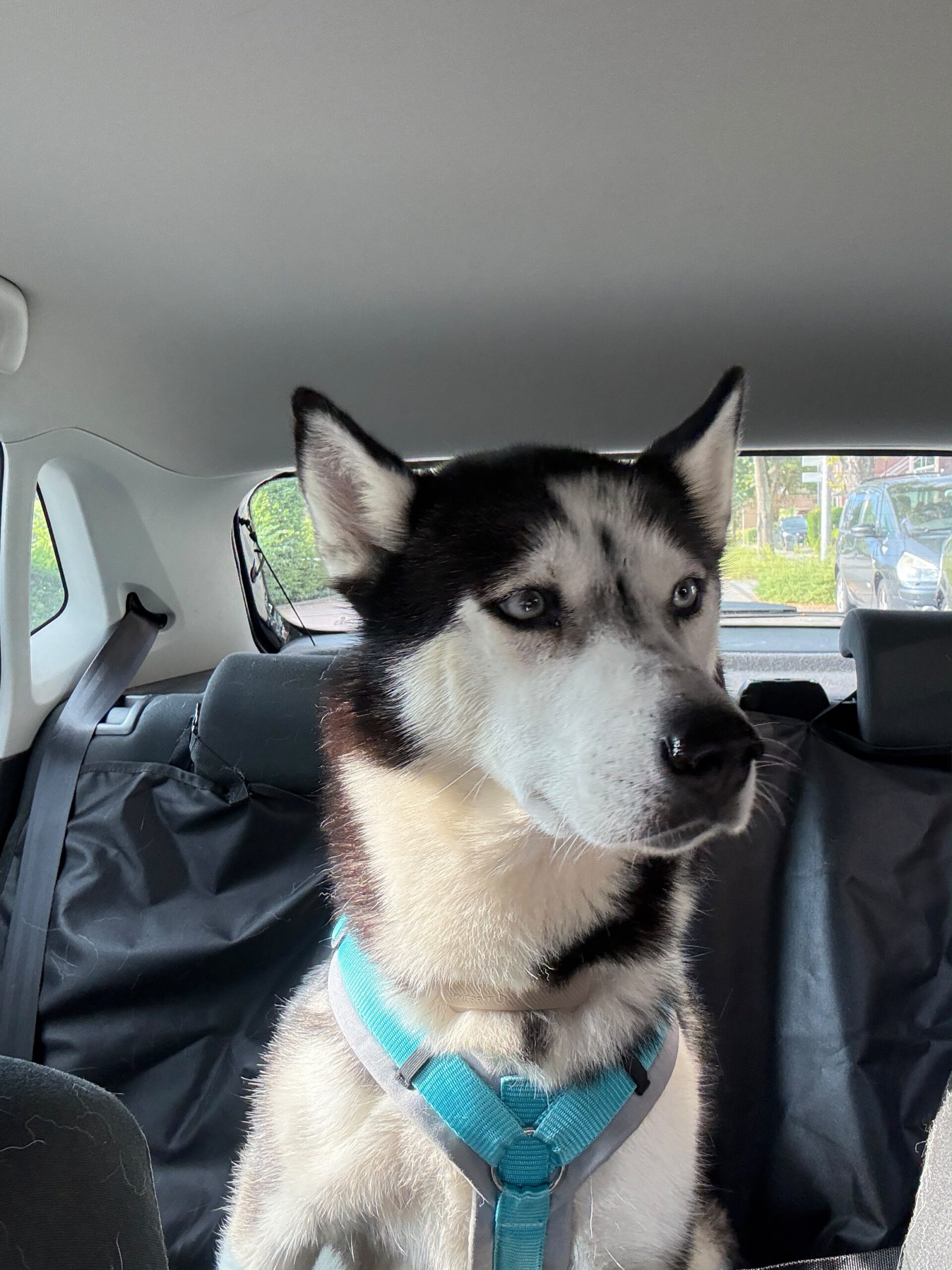 Sibirian Husky Luna, 11/2019, ca. 55 cm, 49808 Lingen
