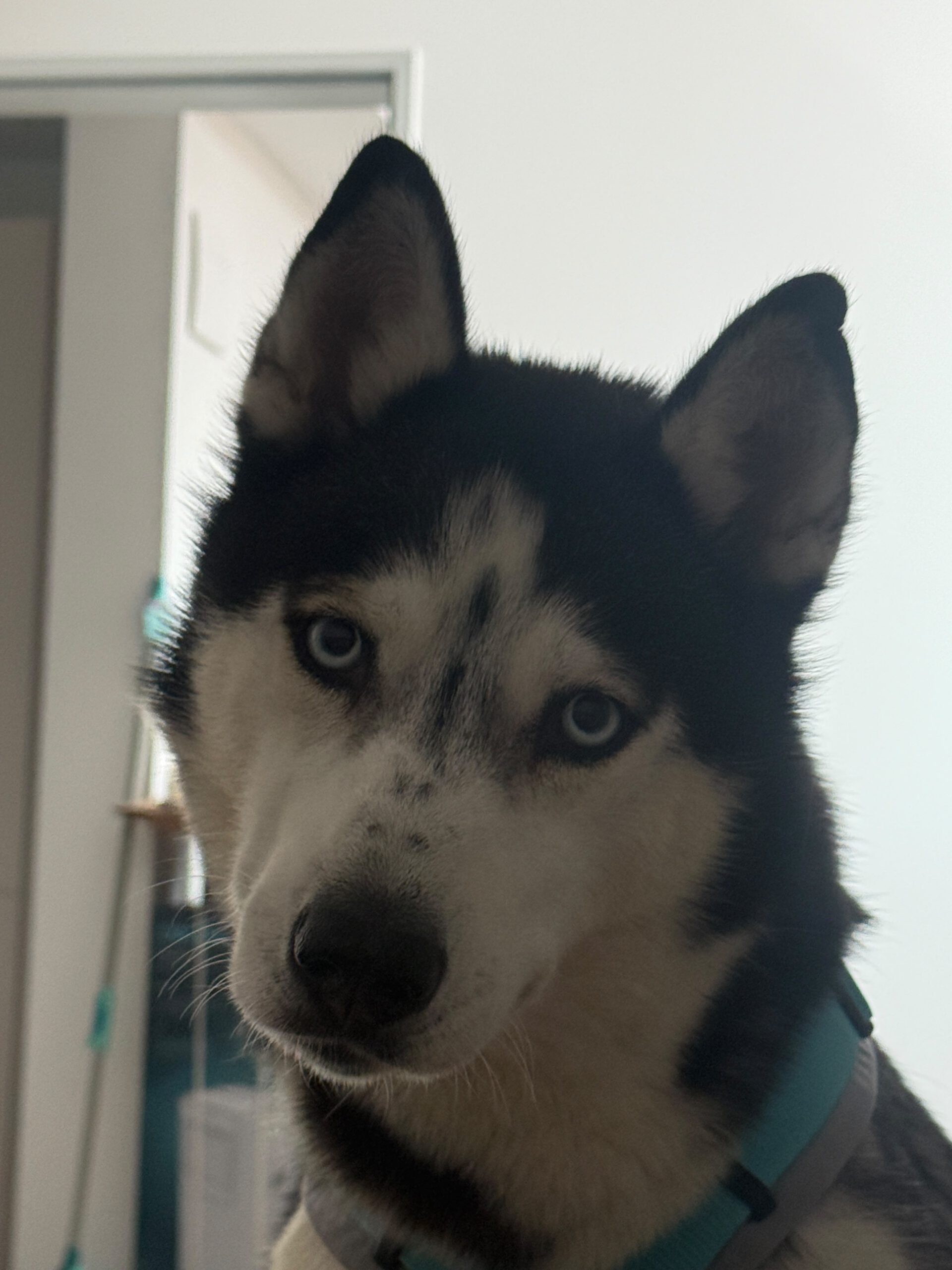 Sibirian Husky Luna, 11/2019, ca. 55 cm, 49808 Lingen