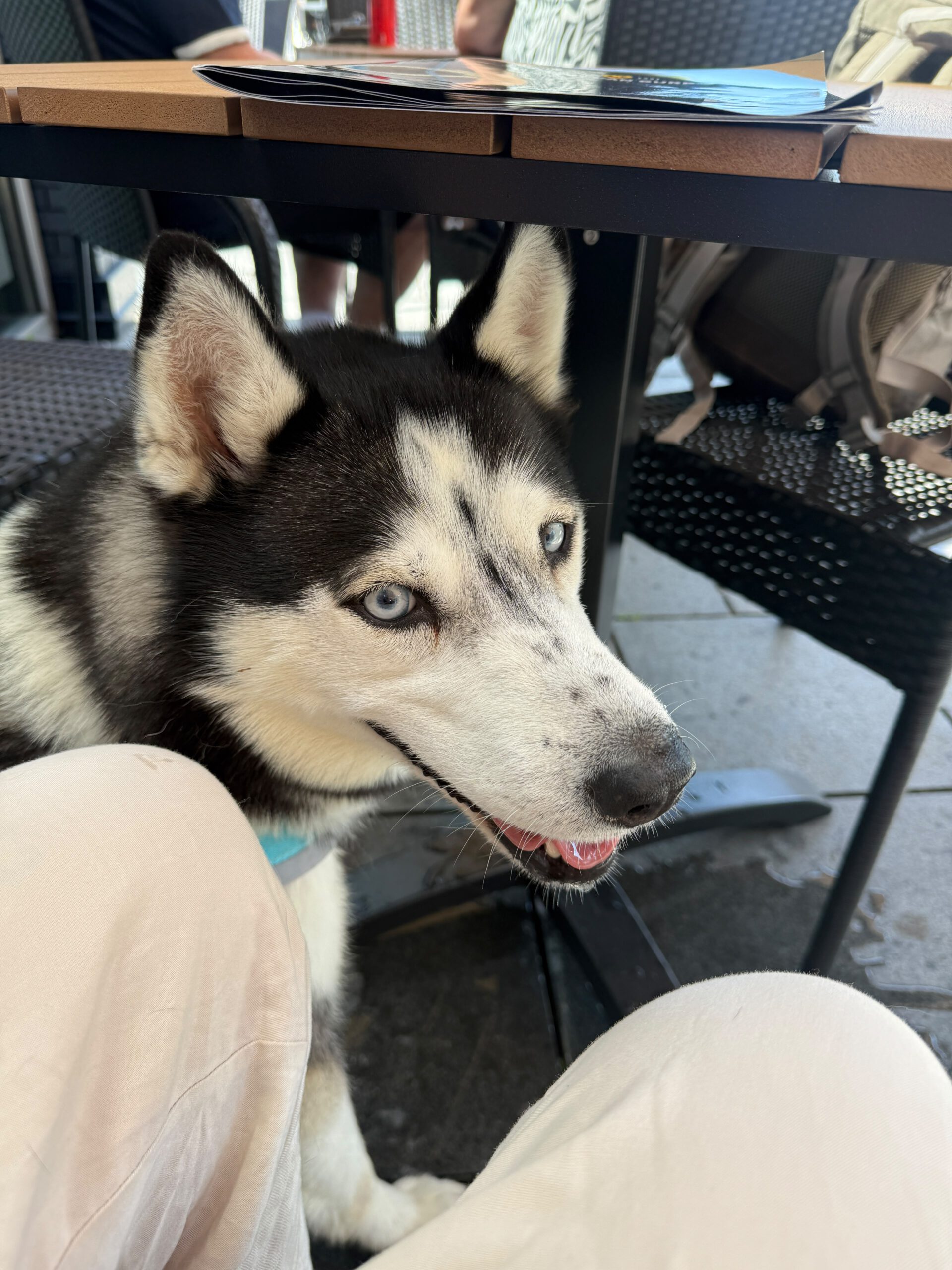 Sibirian Husky Luna, 11/2019, ca. 55 cm, 49808 Lingen