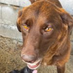 Labrador Macarena, 07/2024, ca. 50 cm