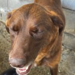 Labrador Macarena, 07/2024, ca. 50 cm