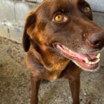 Labrador Macarena, 07/2024, ca. 50 cm