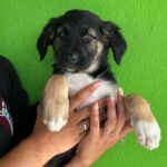 Labrador Mischling Maisey, 04/2026, ca. 50 cm