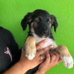 Labrador Mischling Maisey, 04/2026, ca. 50 cm