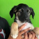 Labrador Mischling Maisey, 04/2026, ca. 50 cm