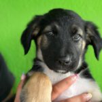 Labrador Mischling Maisey, 04/2026, ca. 50 cm