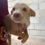Podenco Malibu, 04/2026, Endgröße ca. 40 cm