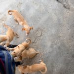 Podenco Malibu, 04/2026, Endgröße ca. 40 cm