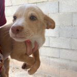 Podenco Malibu, 04/2026, Endgröße ca. 40 cm