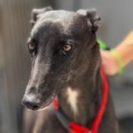 Galgo Manuela, 04/2024, ca. 65 cm