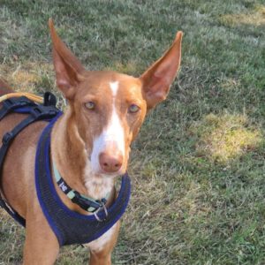 Podenco Manuela, 11/2022, ca. 55 cm, 88422 Kanzach