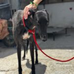 Galgo Manuela, 04/2024, ca. 65 cm
