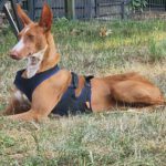 Podenco Manuela, 11/2022, ca. 55 cm, 88422 Kanzach