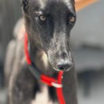 Galgo Manuela, 04/2024, ca. 65 cm