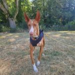 Podenco Manuela, 11/2022, ca. 55 cm, 88422 Kanzach