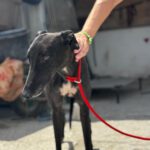 Galgo Manuela, 04/2024, ca. 65 cm