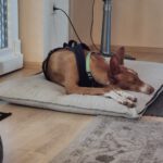 Podenco Manuela, 11/2022, ca. 55 cm, 88422 Kanzach