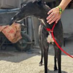Galgo Manuela, 04/2024, ca. 65 cm